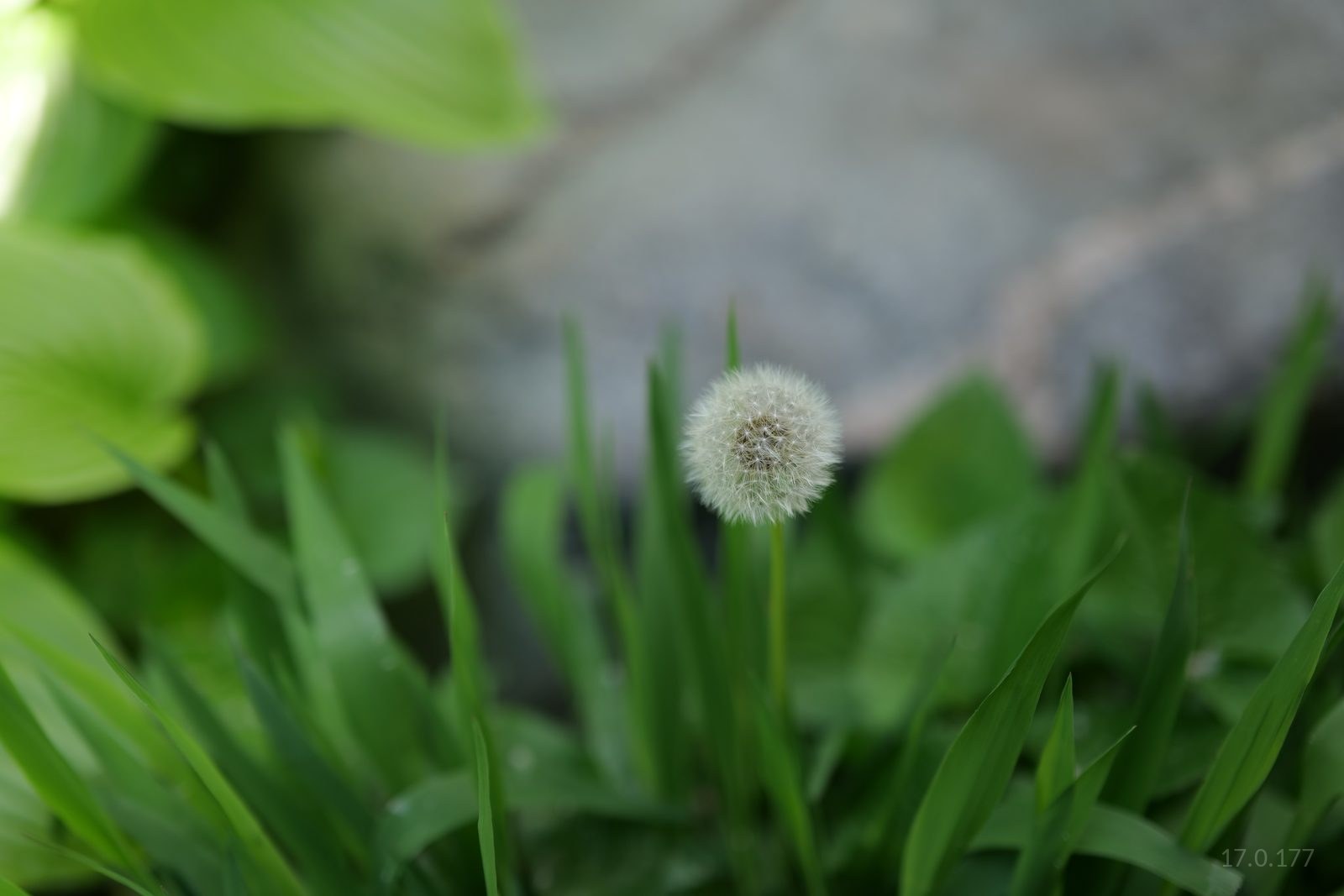 Dandelion Clock